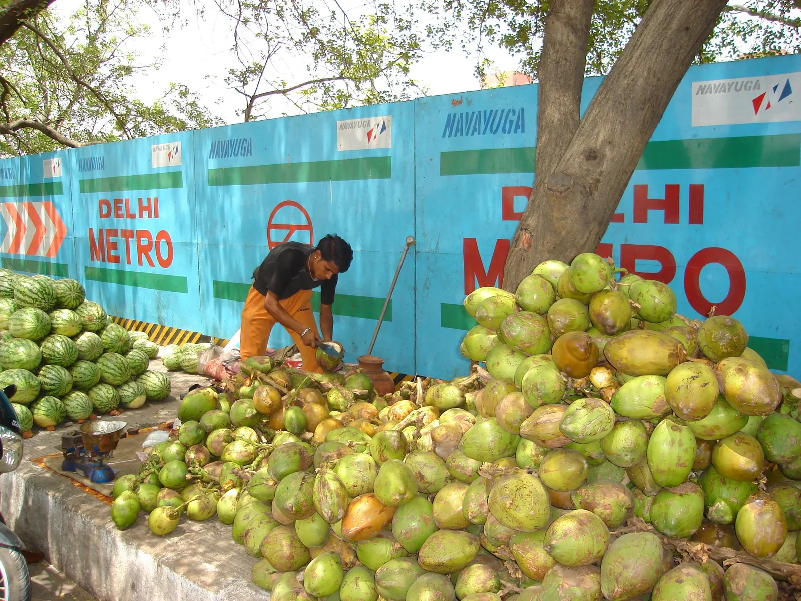 Street vendor arranging a large pile of green tender coconuts beside a Delhi Metro construction barrier in summer